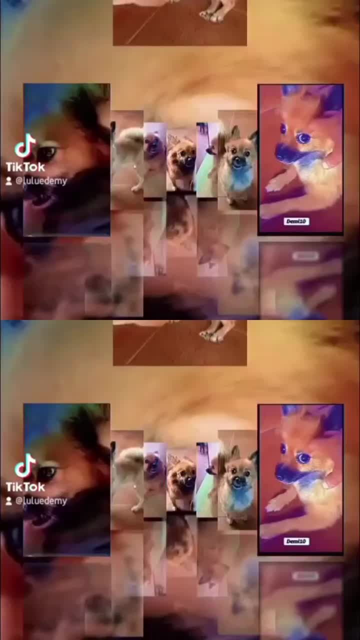 @🐶⋆🎀  𝐿𝓊𝓁&ugrave;  🎀⋆🐶