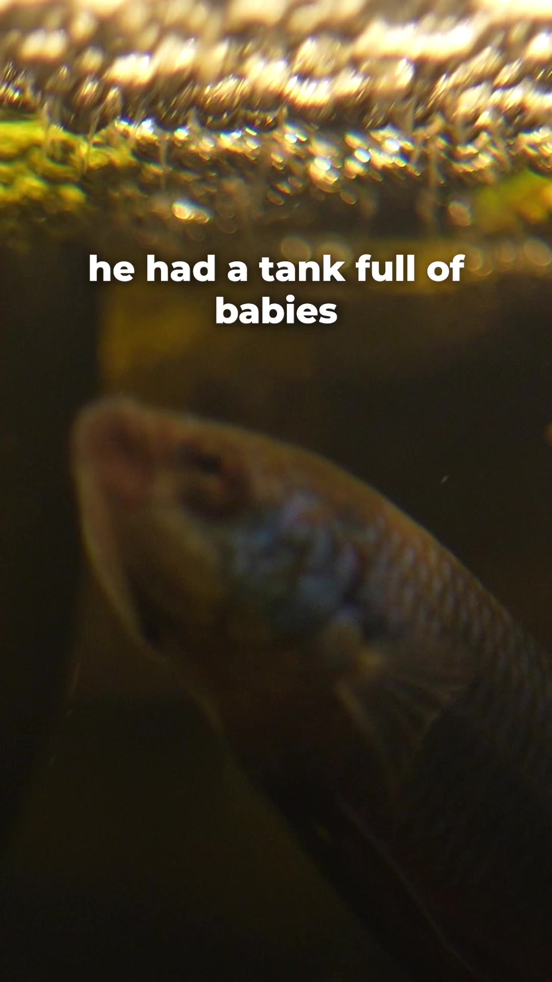 @tankinhabit