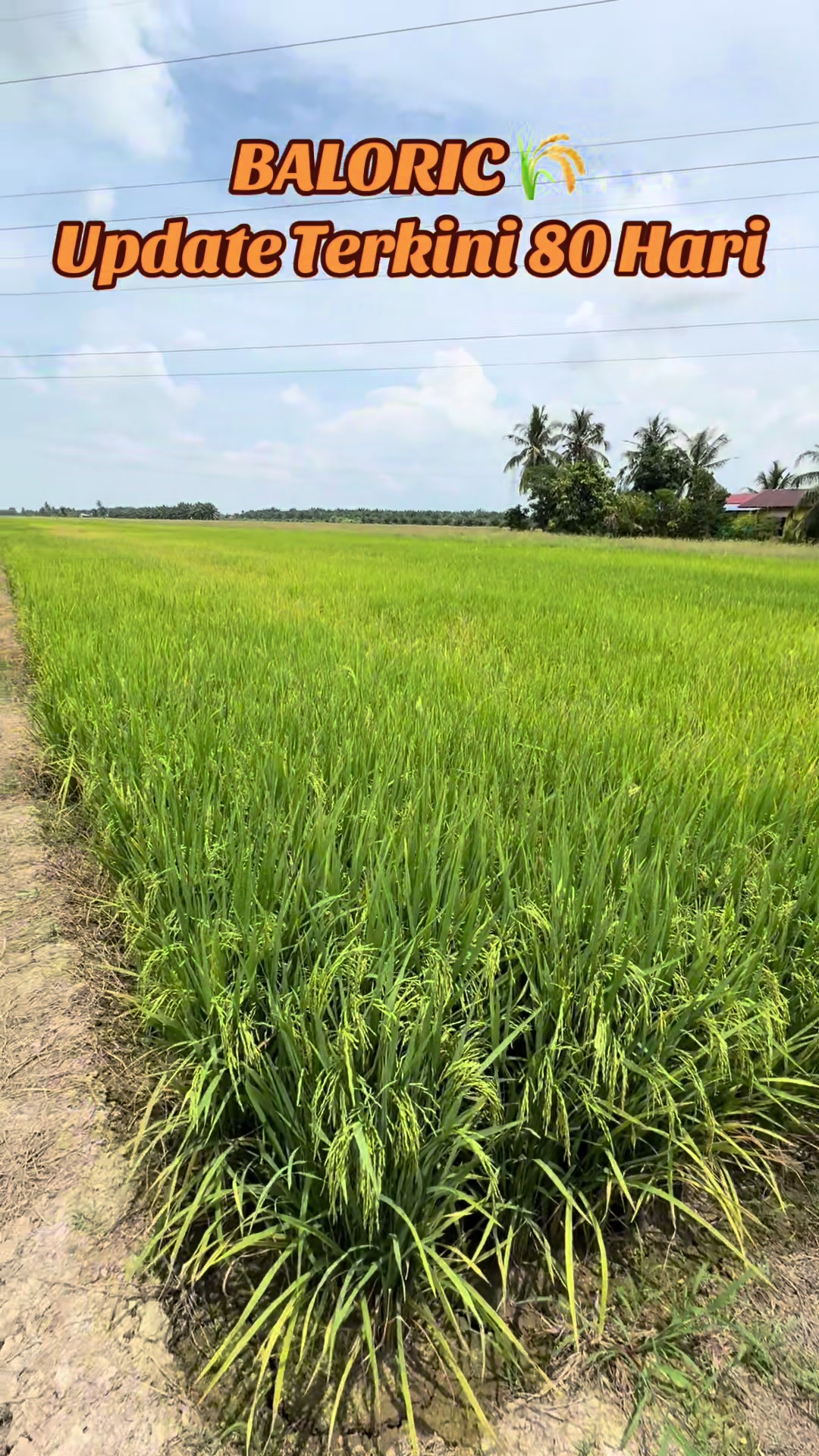 @CY Agriculture
