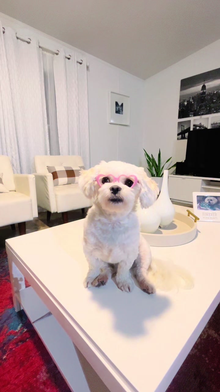 @AZUL🐶🥰
