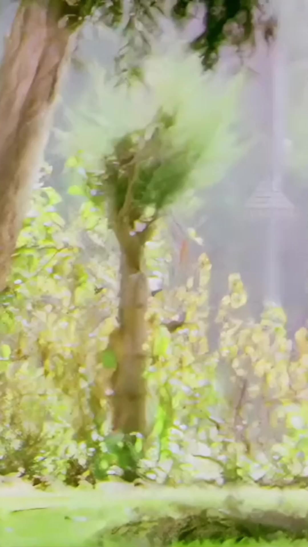 @𝕾.𝕸.𝕽𝖆𝖏𝖆..🎶