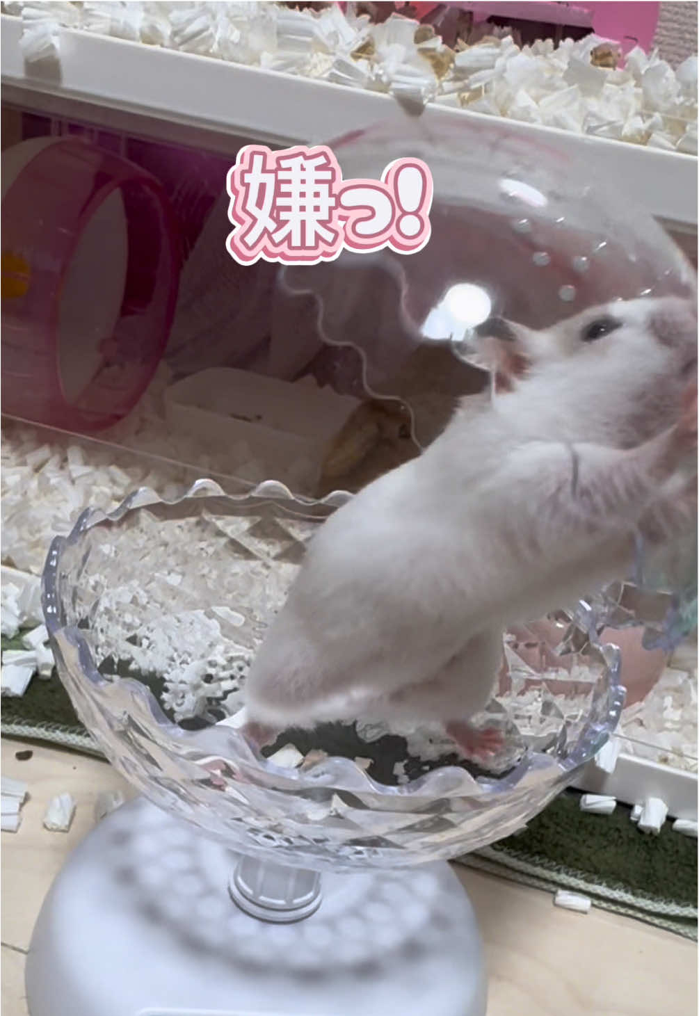 @田舎のネズミ