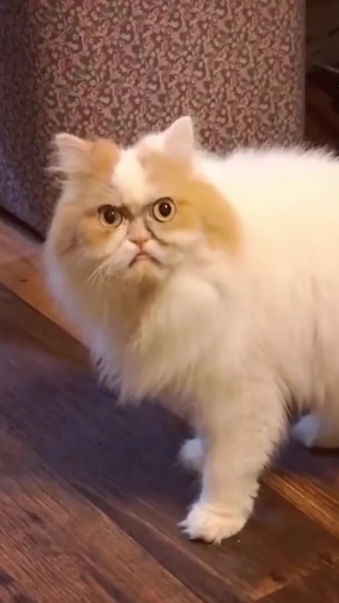 @🤣Cute Funny Pets🤣