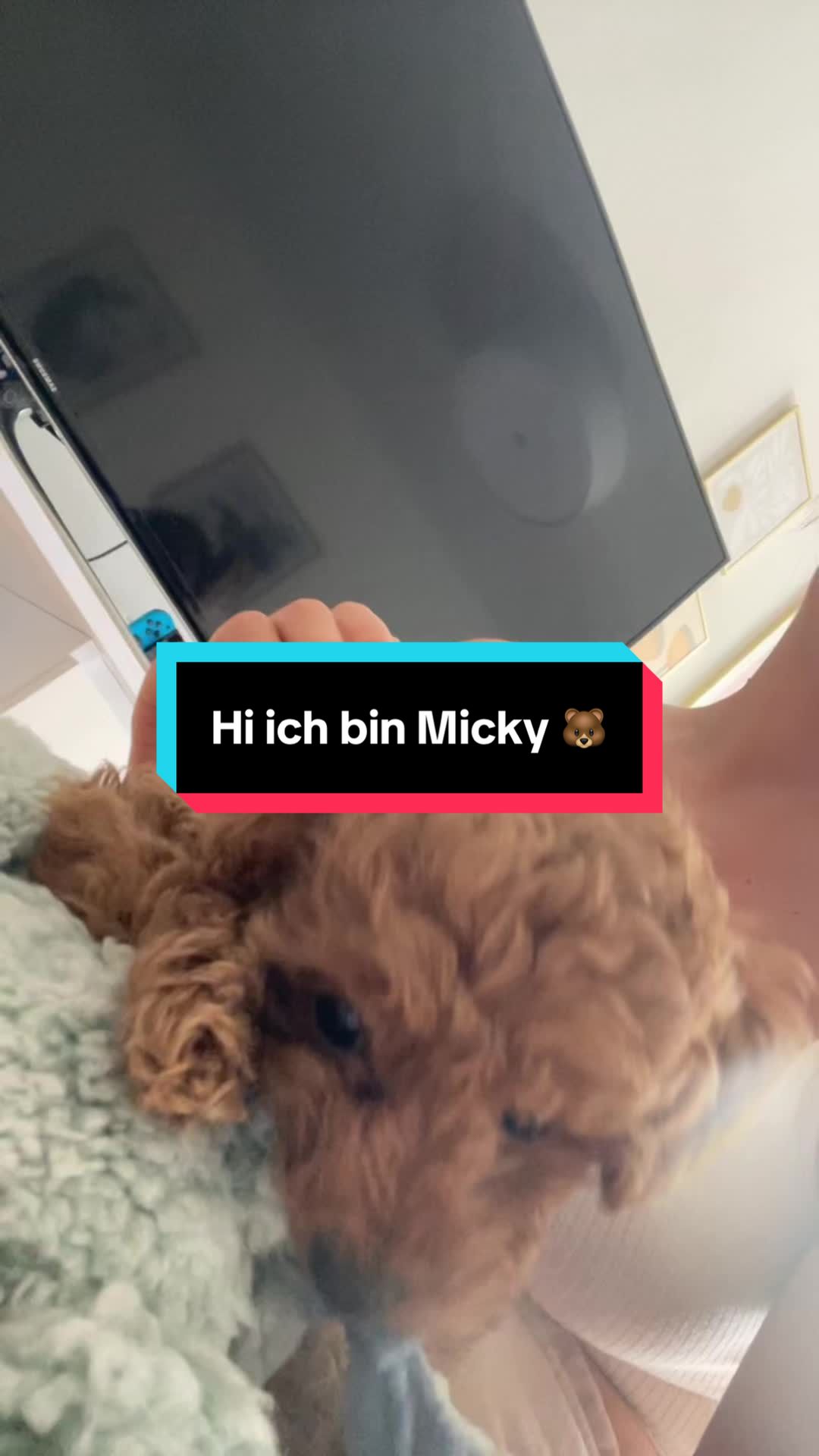 @mickythepoo