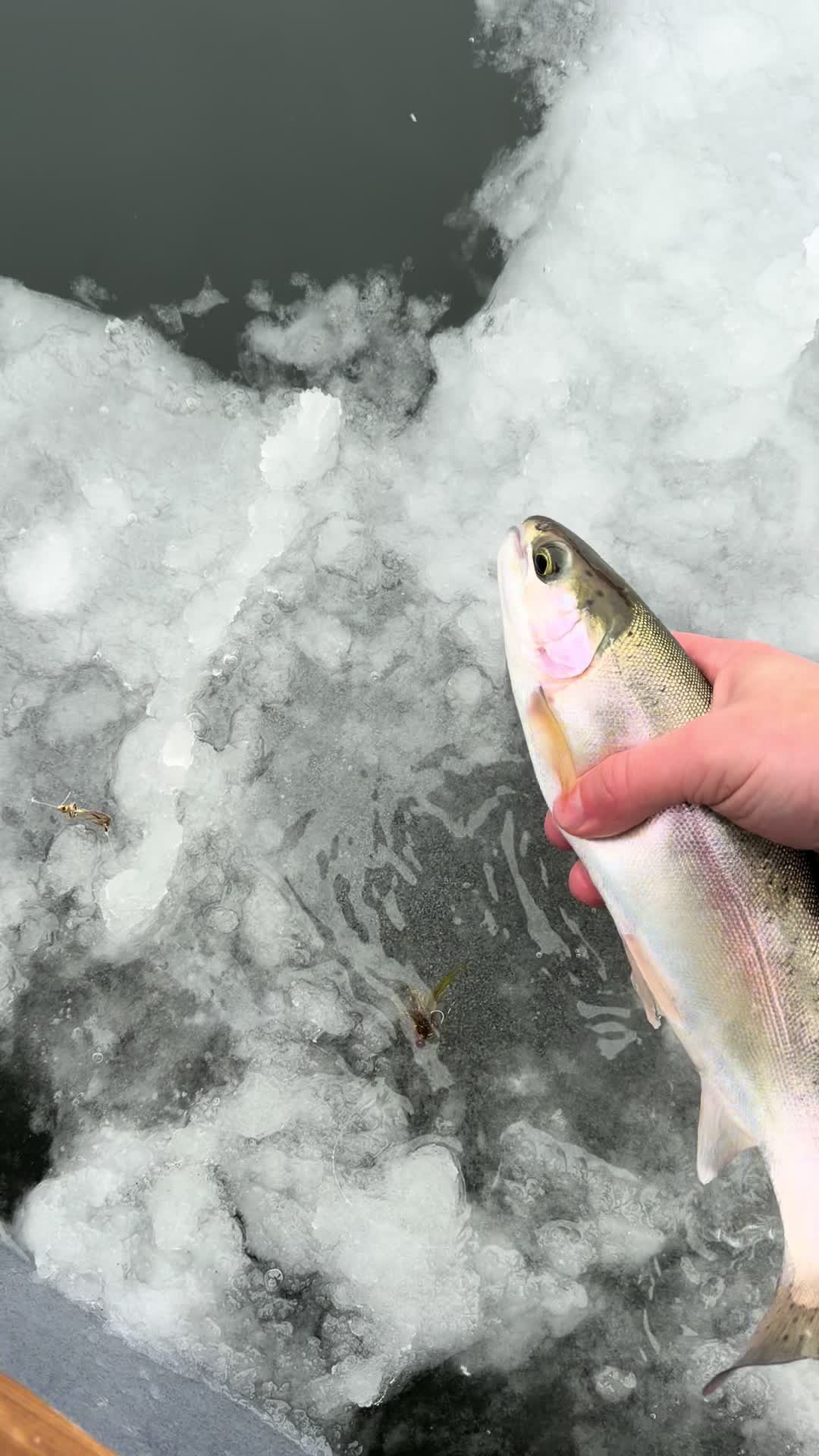 @Jared fishing BC