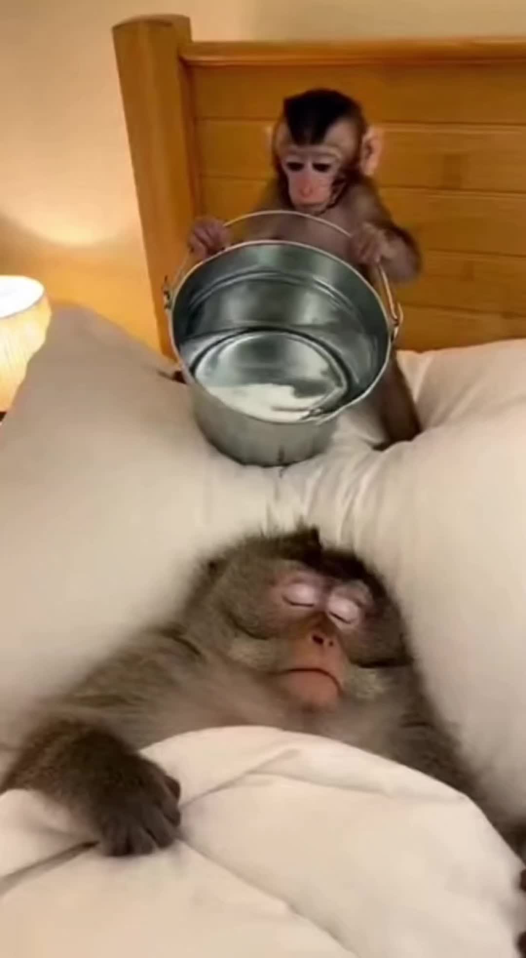 @monkeyfuntime