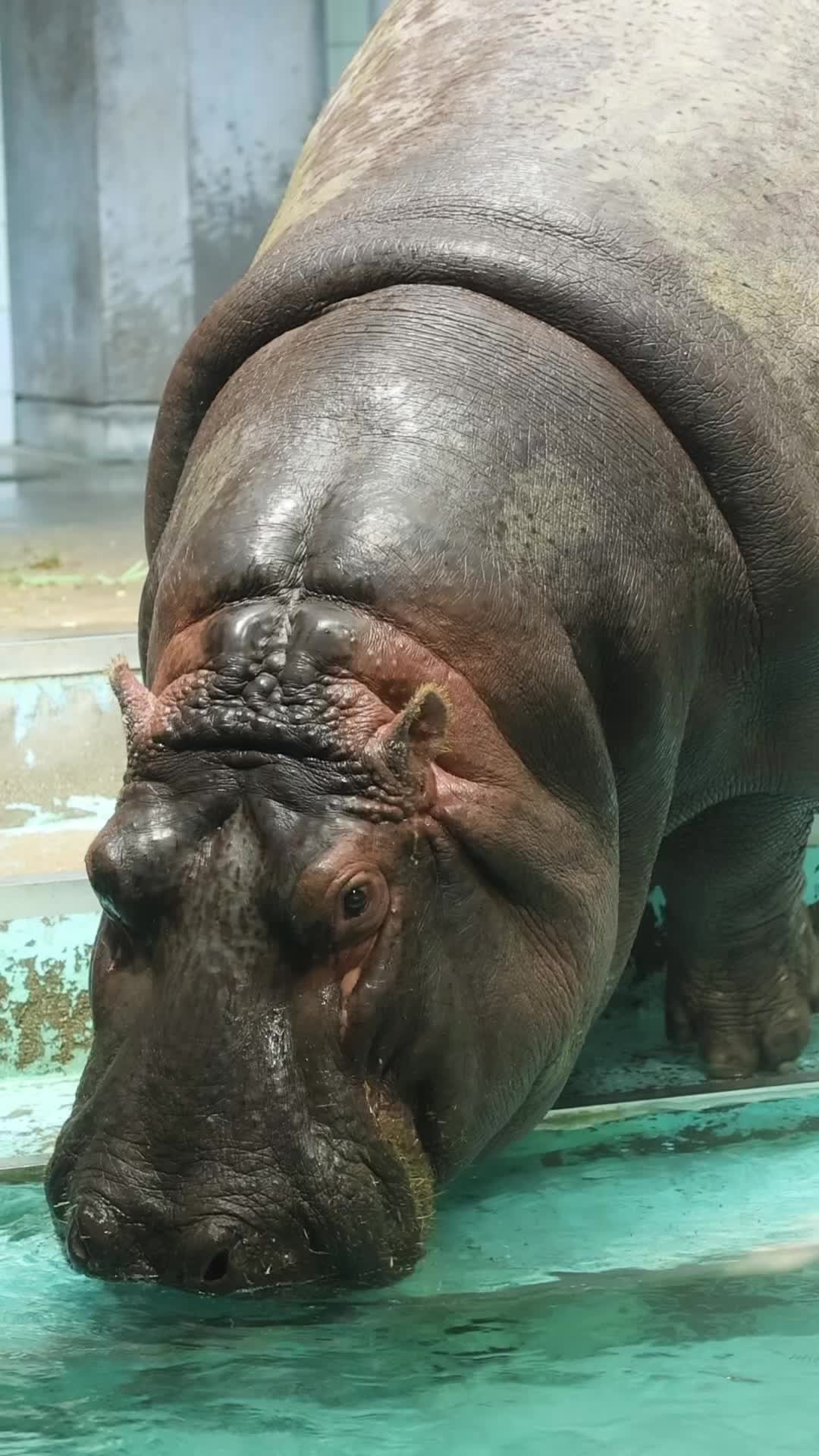 @ちゃりだー