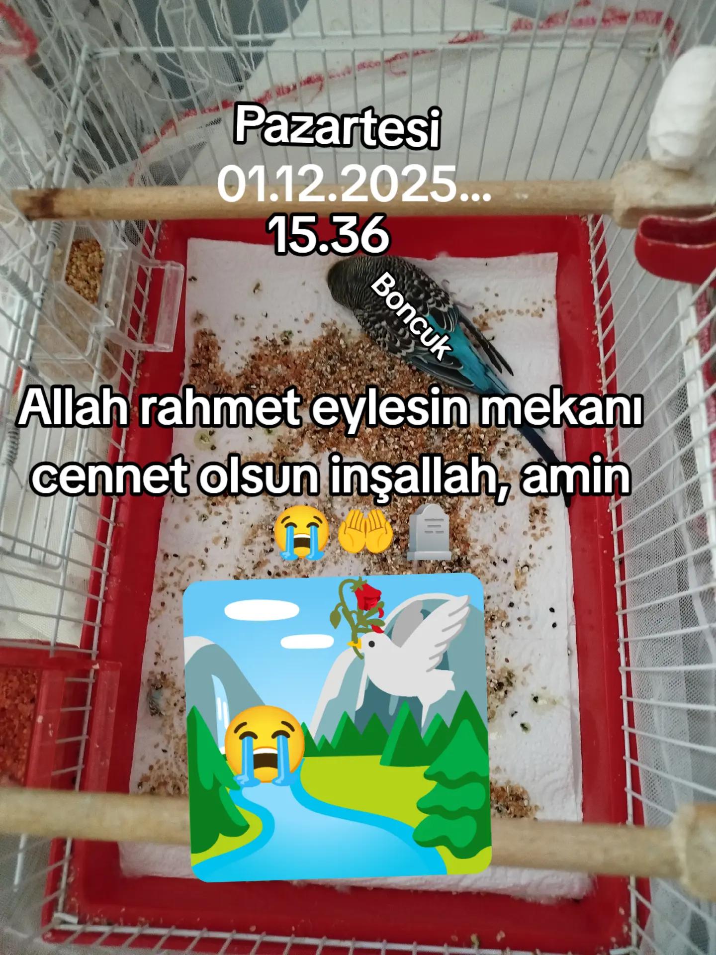 @YalnızKurtTR
