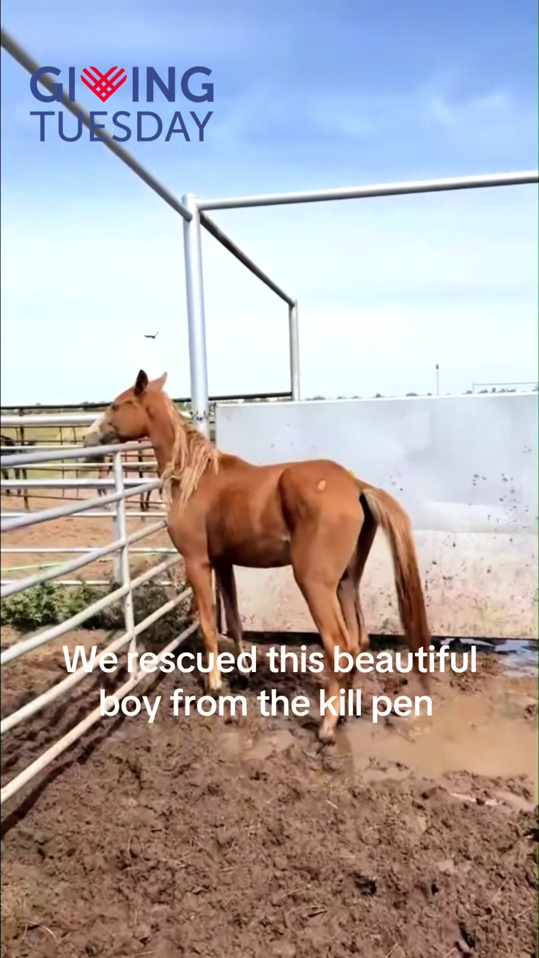 @RewildingAmericaNow