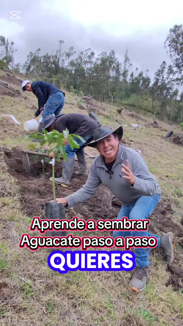 @tour del aguacate