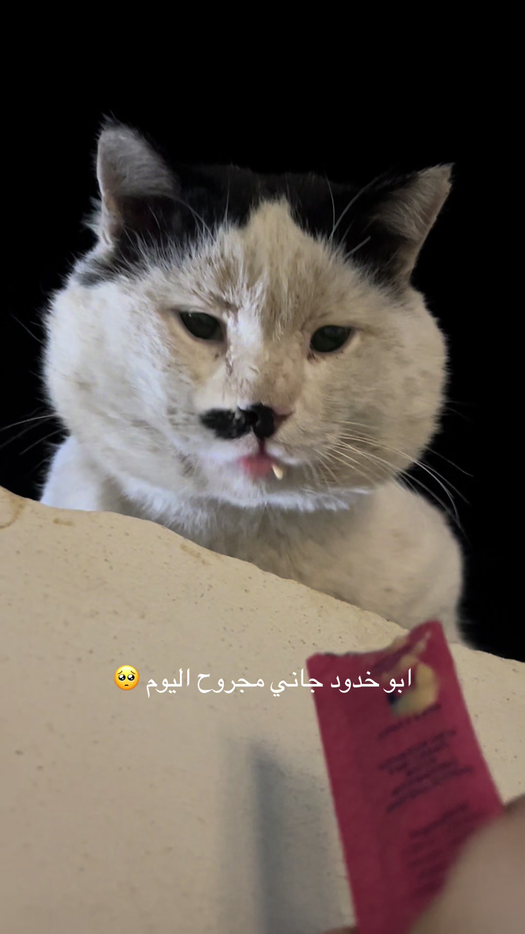 @⋆˚🐾˖&deg;