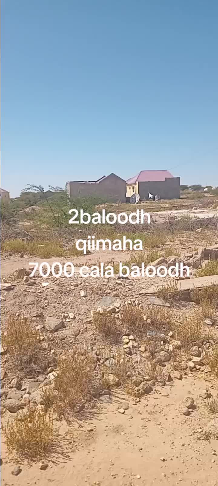 @xamda dagan