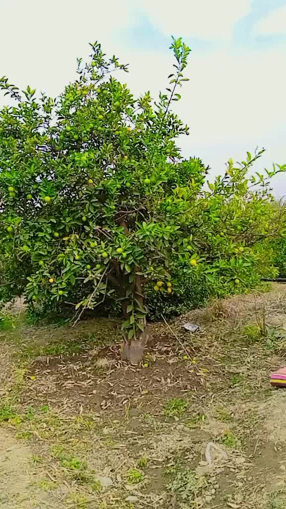 @muhaibkhan9696
