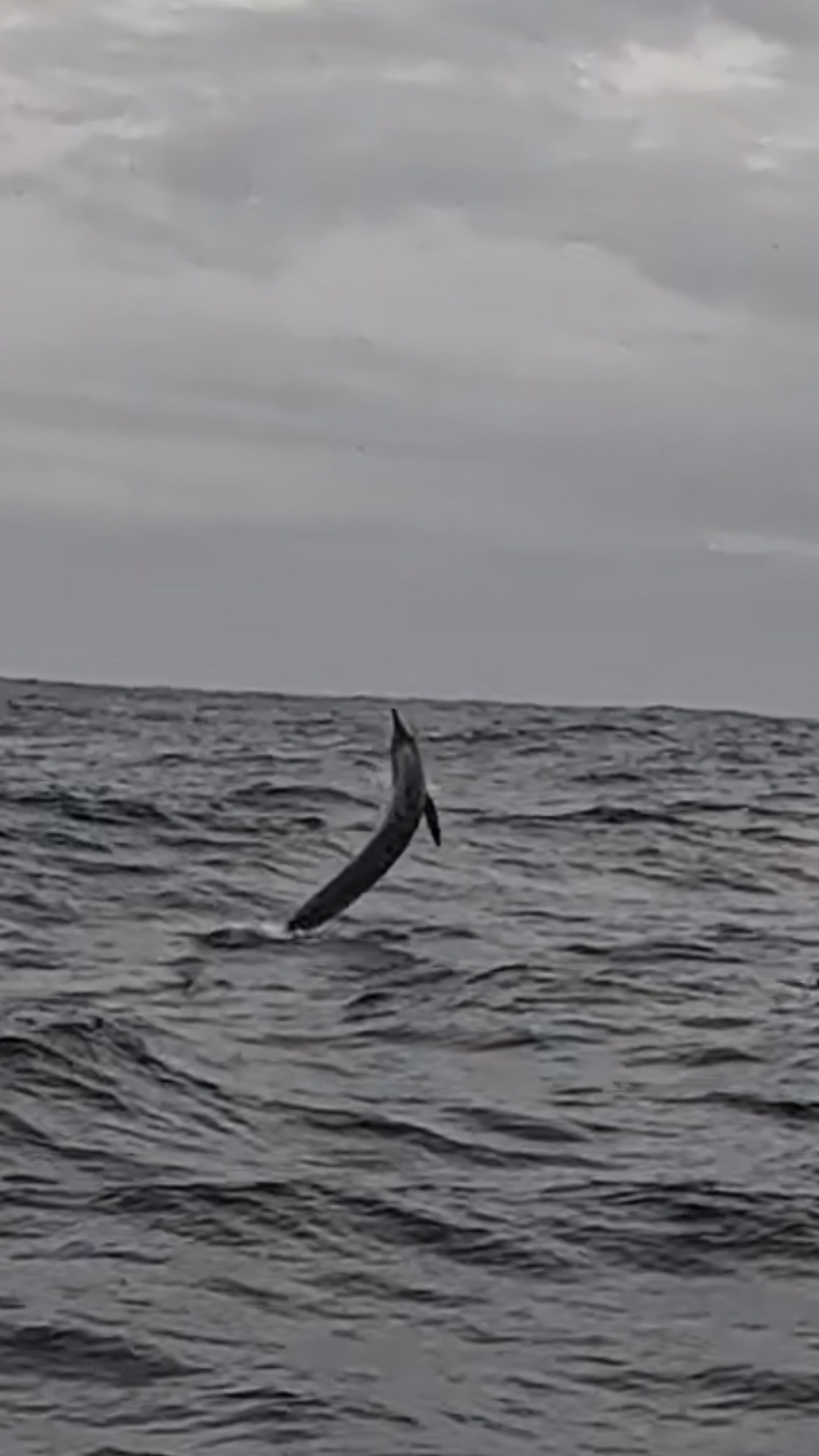 @henrygibbsfishingnz