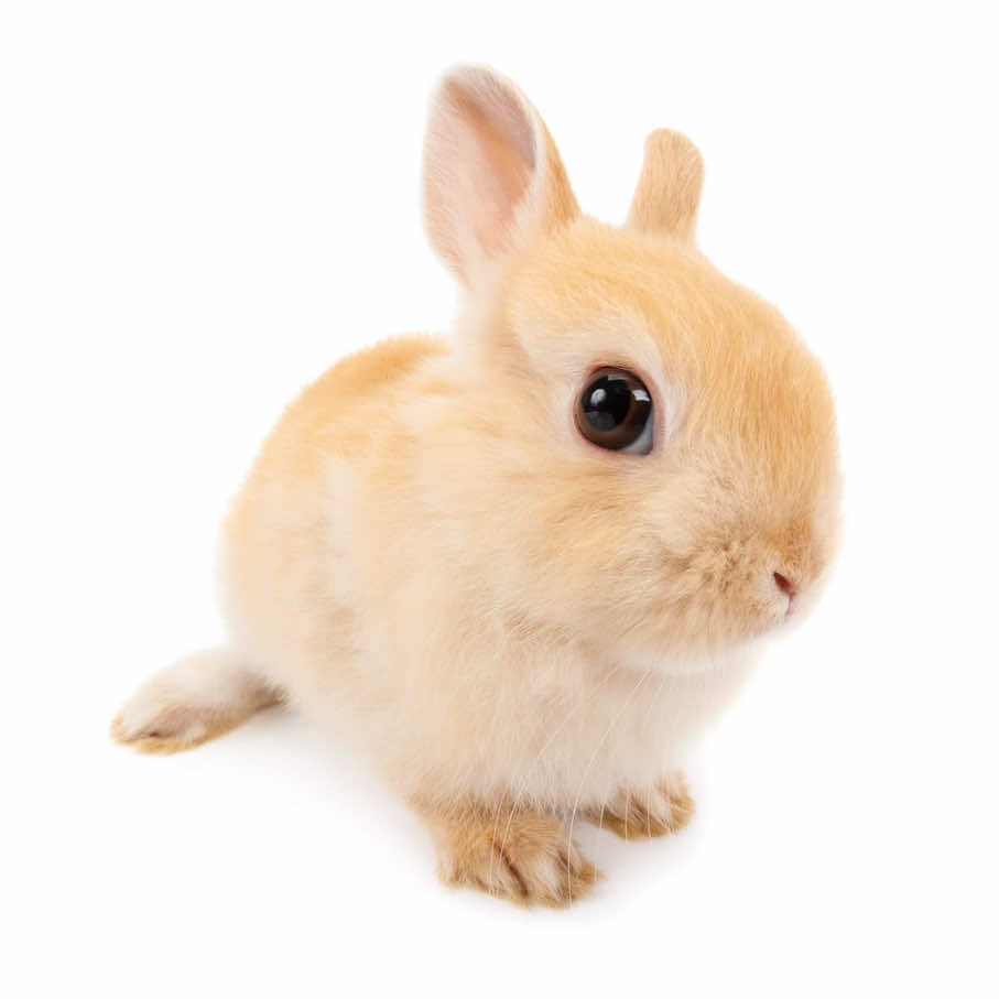 @˖ ֹ੭୧ bunnies ⊹ ࣪ ⑅