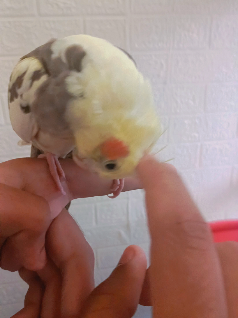 @Cockatiels Craze