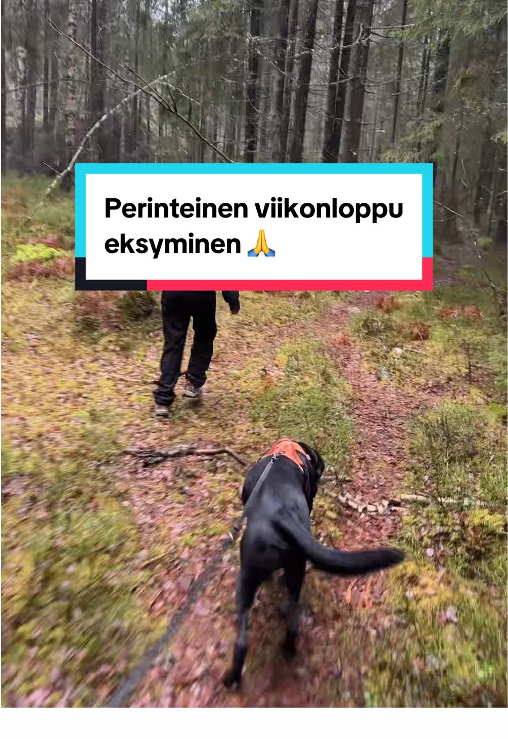 @pintsucca