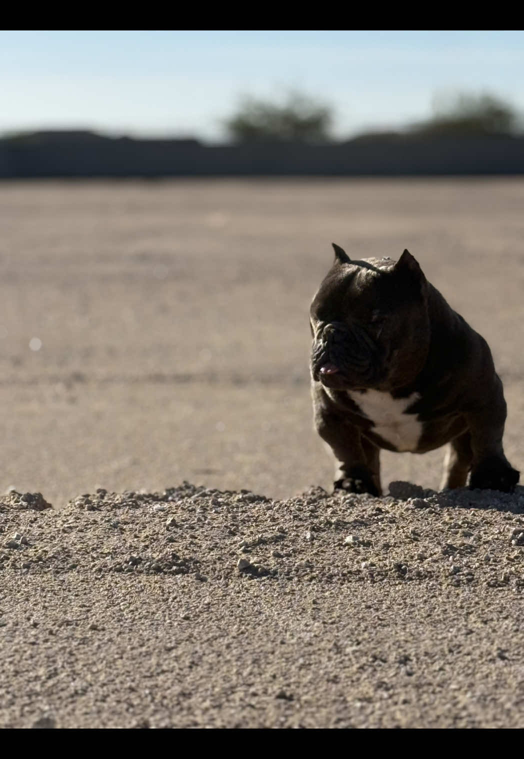 @Boxcitybullys