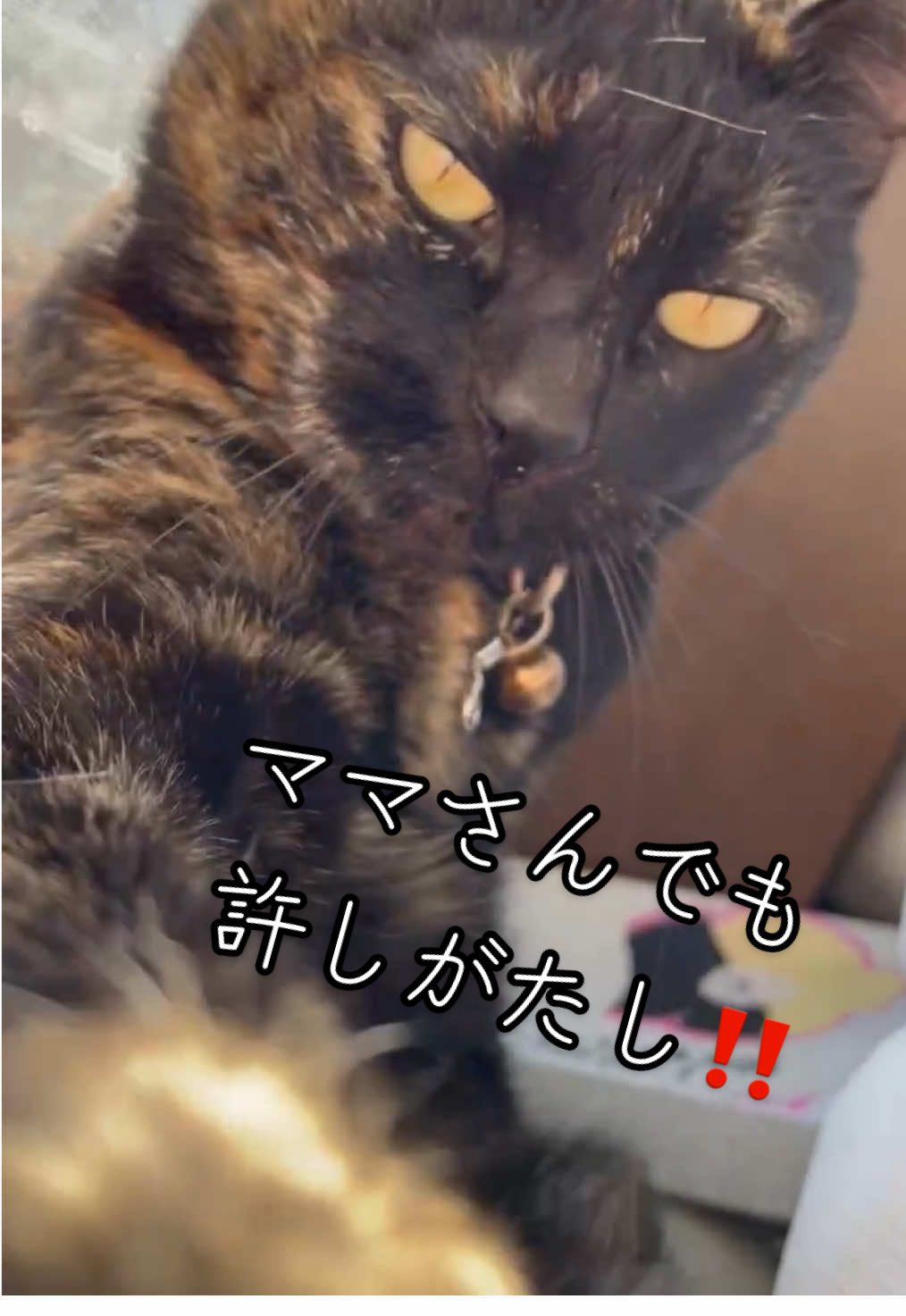@KIKIMONOGATARIproject