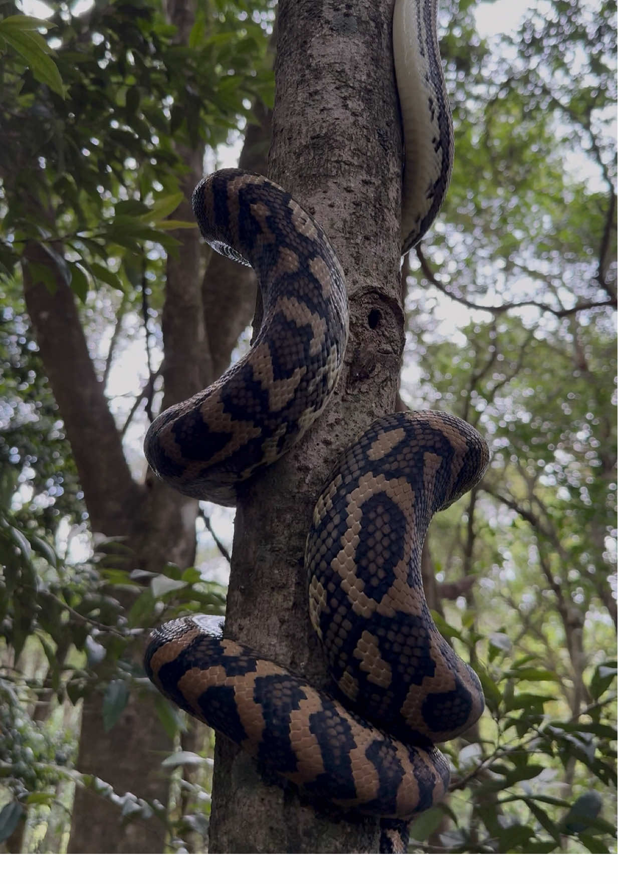 @Snake Catcher Dan