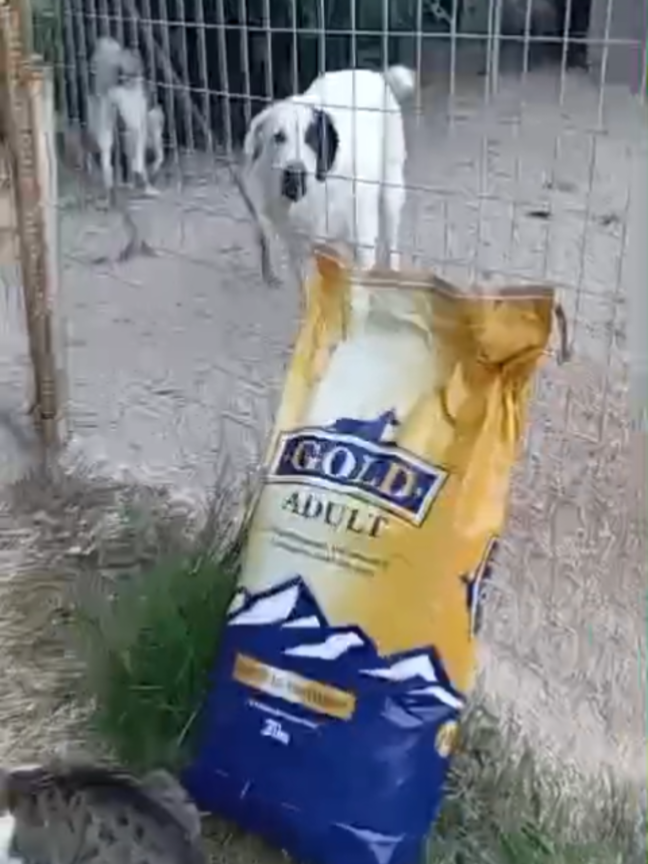 @Greek Animal Rescue
