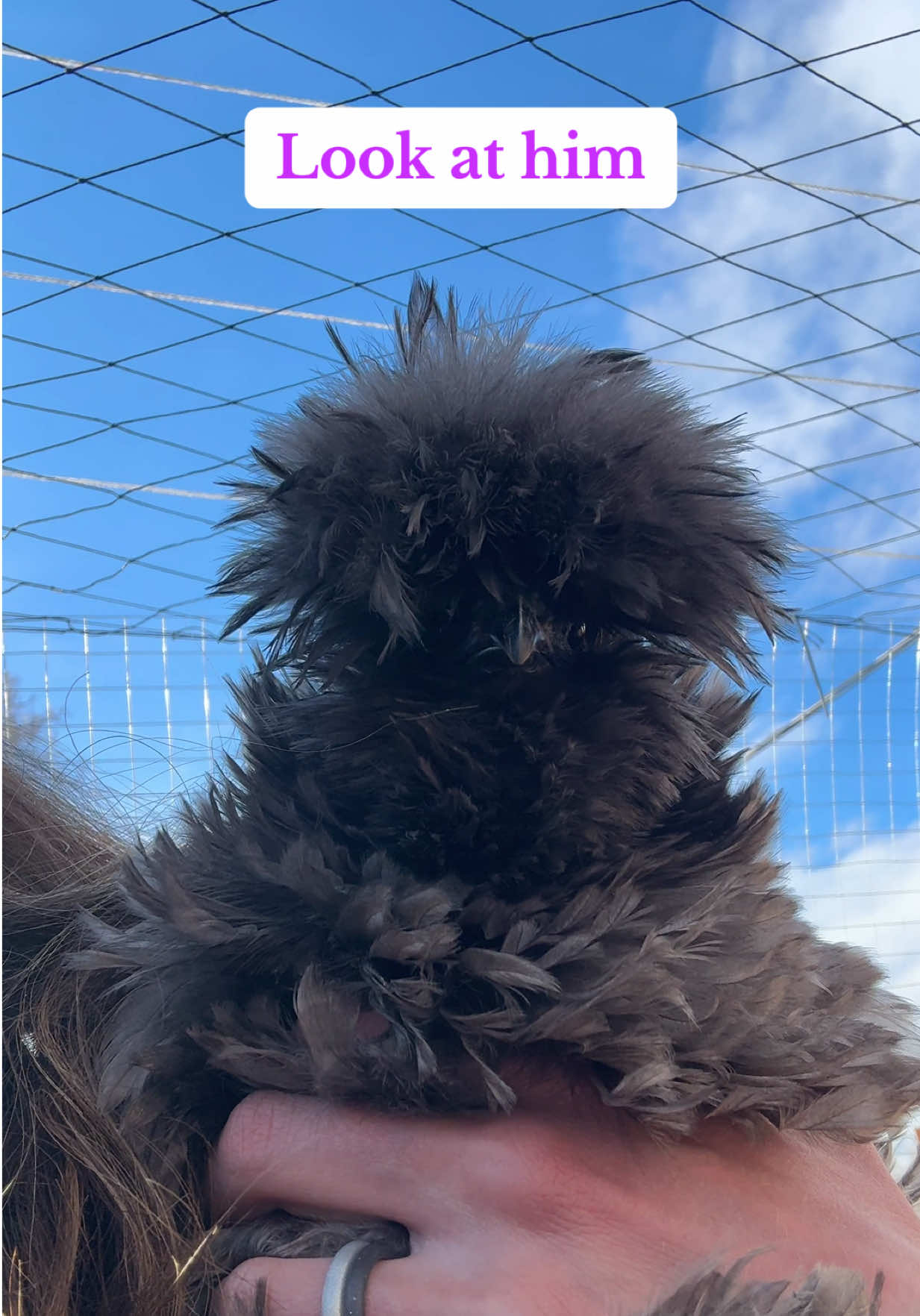 @Fort Fluffy Butt