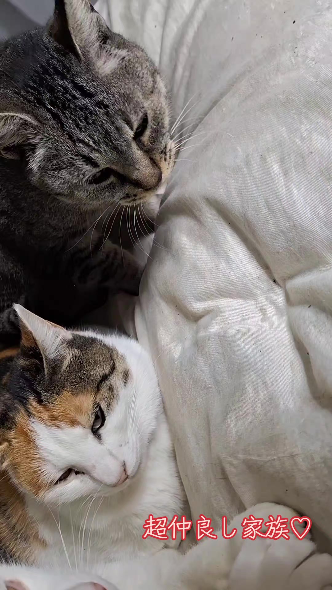 @ぱぁ〜るほわいと
