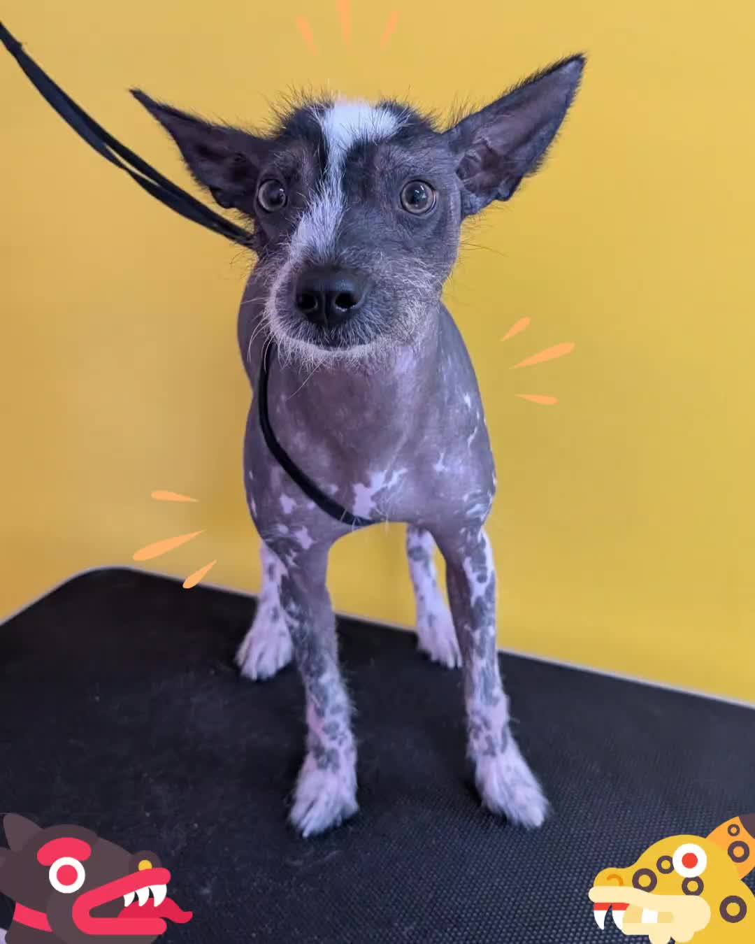 @bubulabapetgrooming