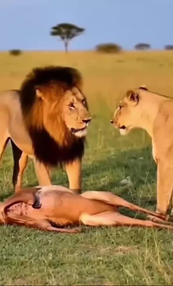 @አለማር