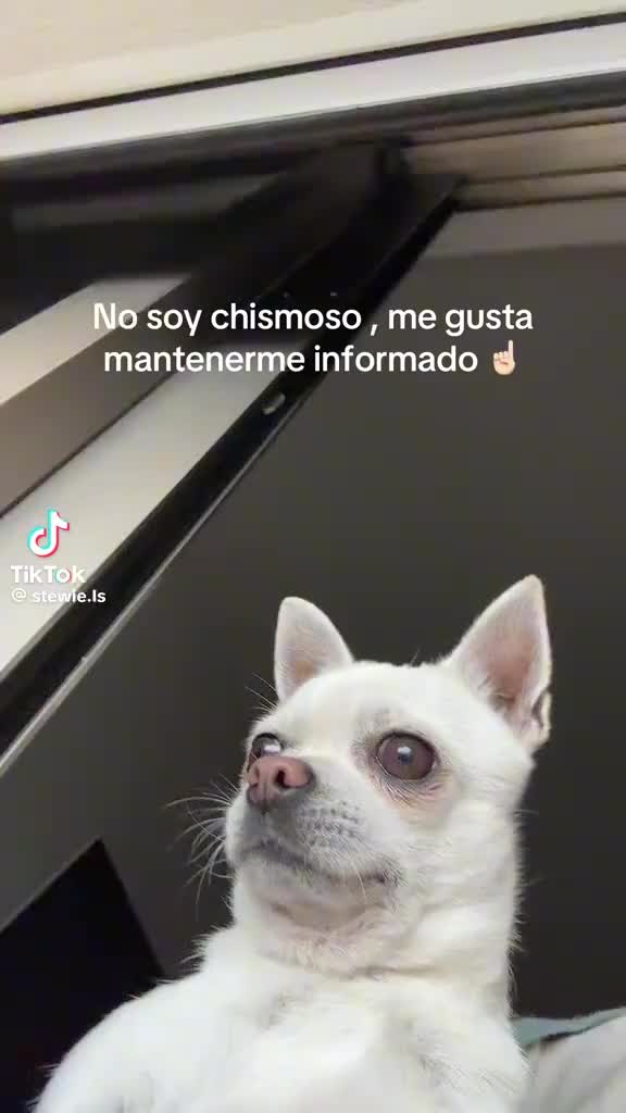 @team negro