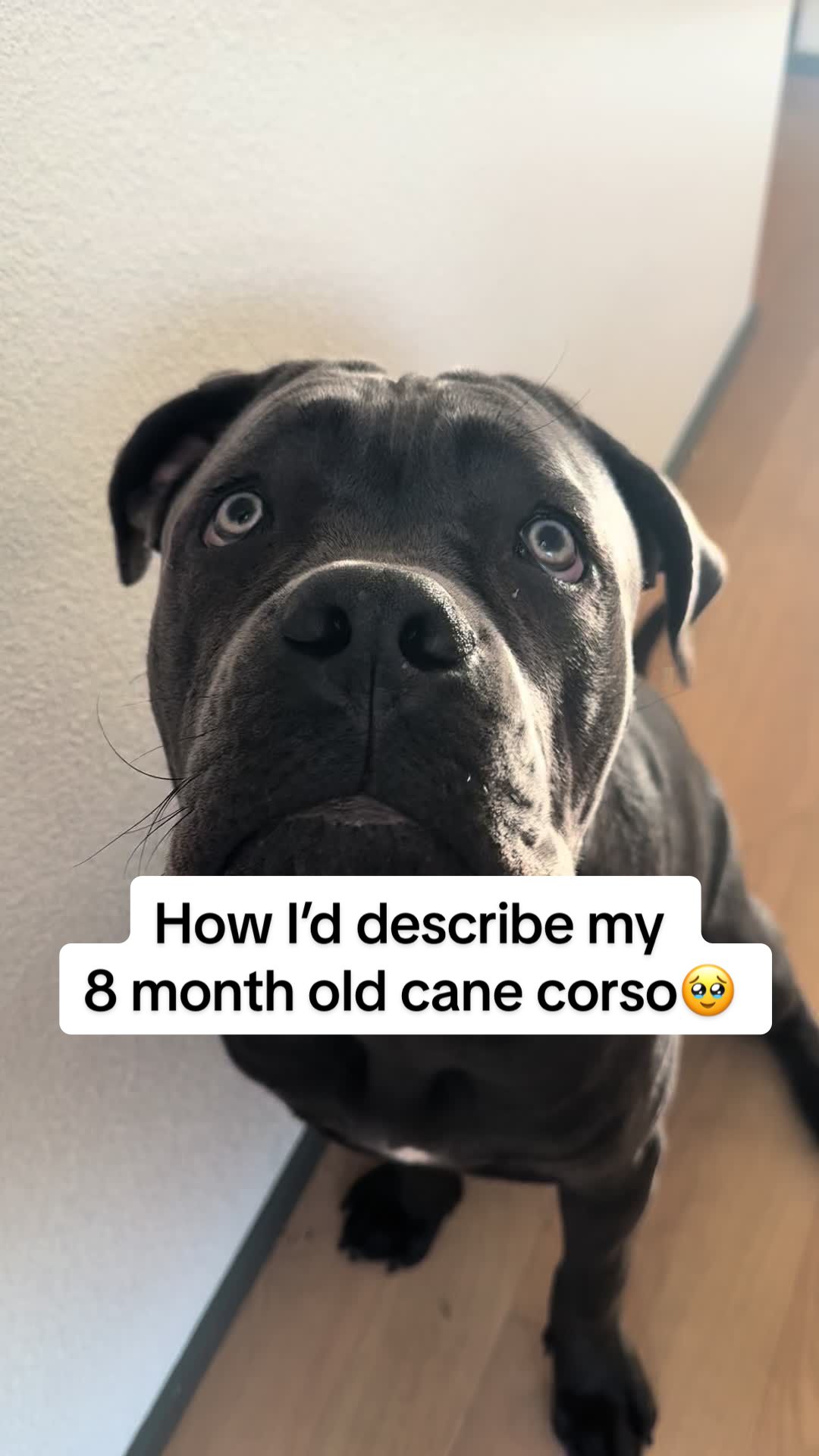 @itsbubisworld