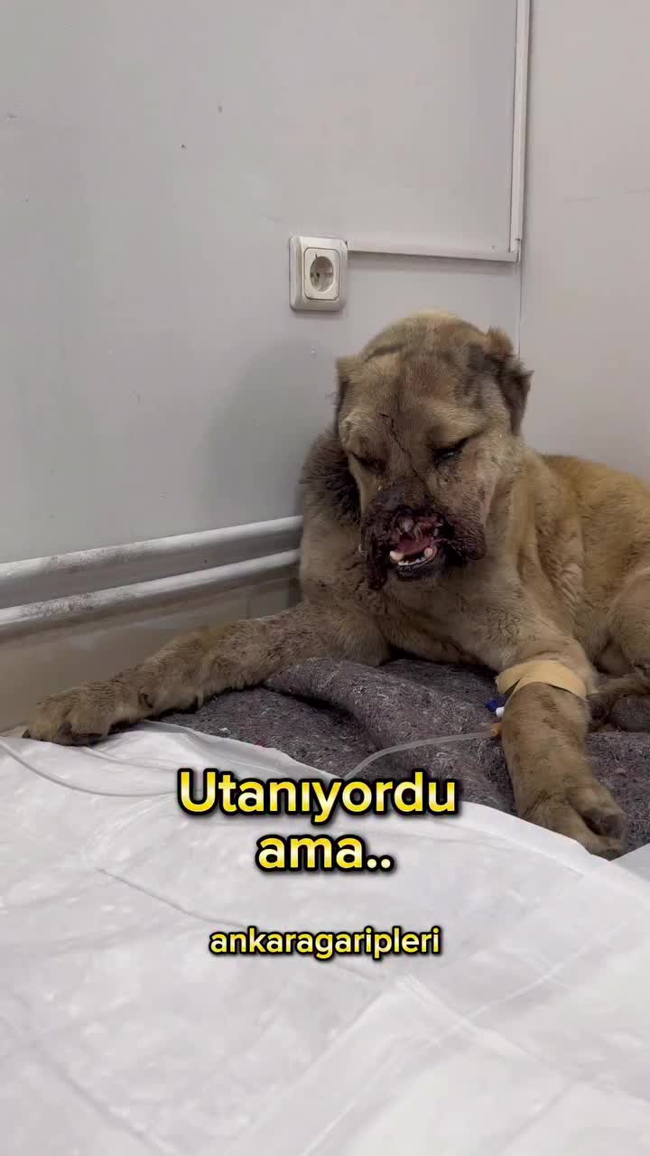 @Asiye