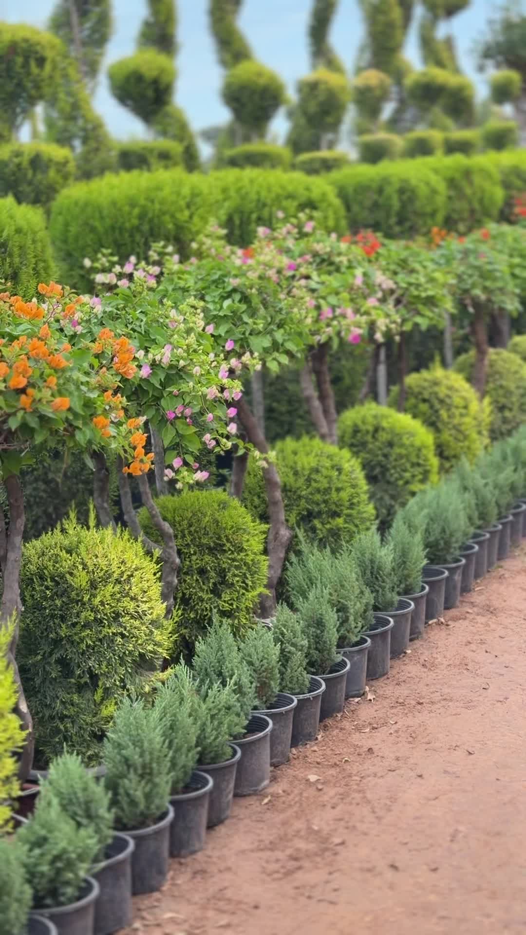 @مشتل البركة