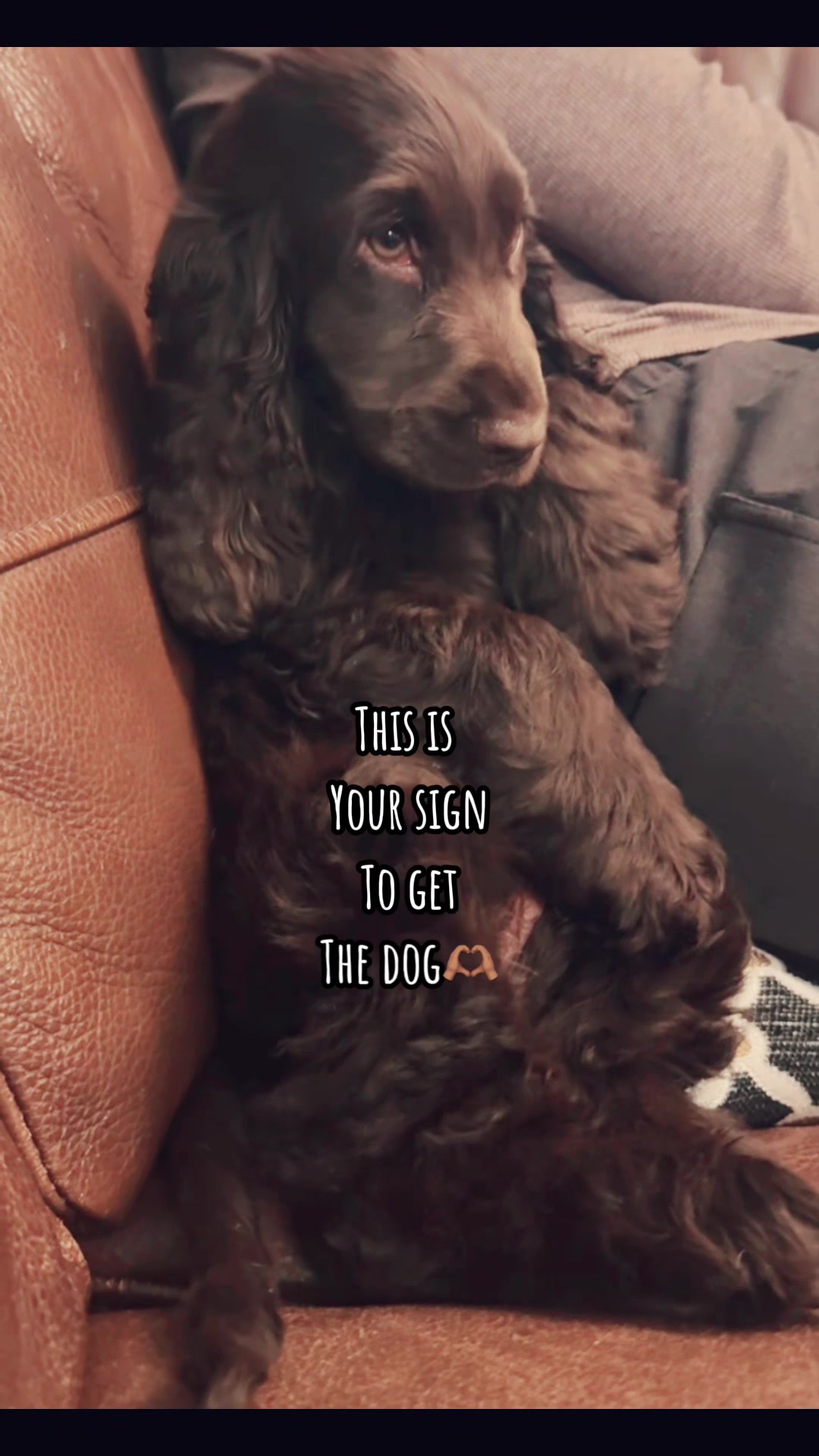 @Honey_The_Show_Cocker 🤎🐾🤎