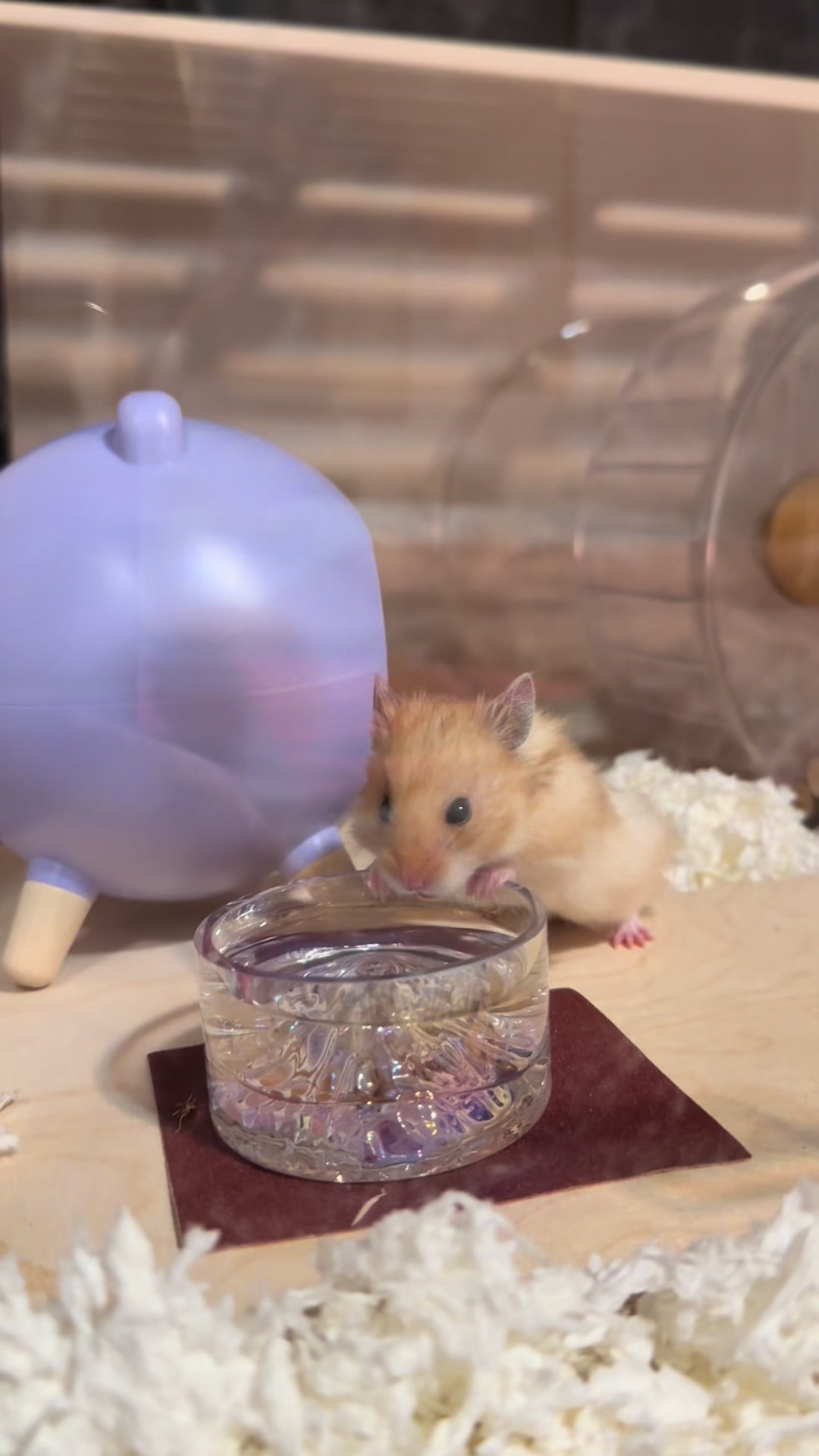 @hamsterwlw