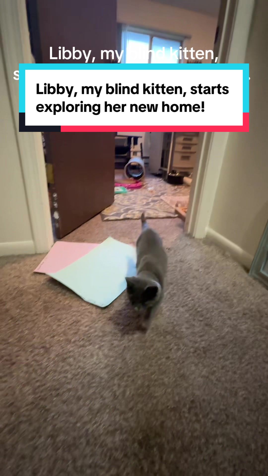@my2blindcats
