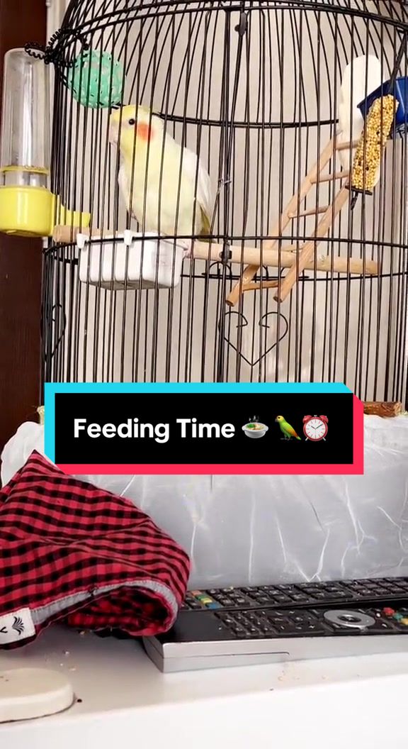 @Bixby the Budgie