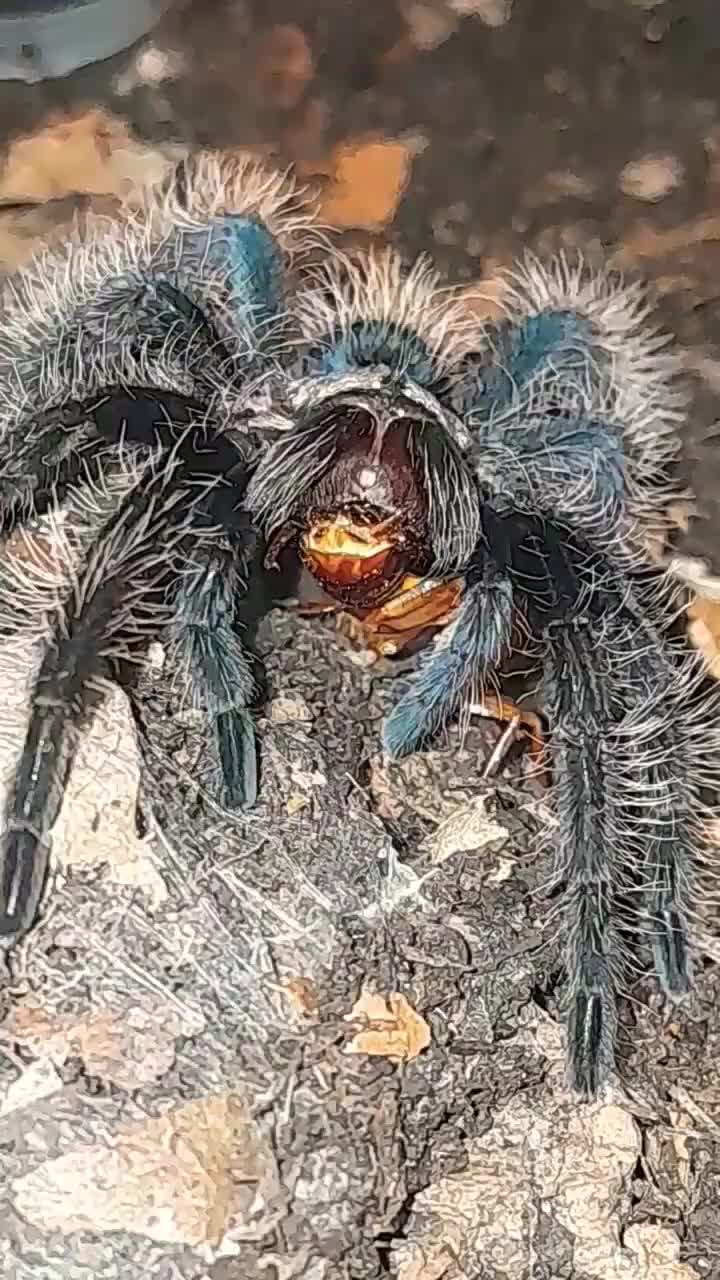 @craigscritterworld1