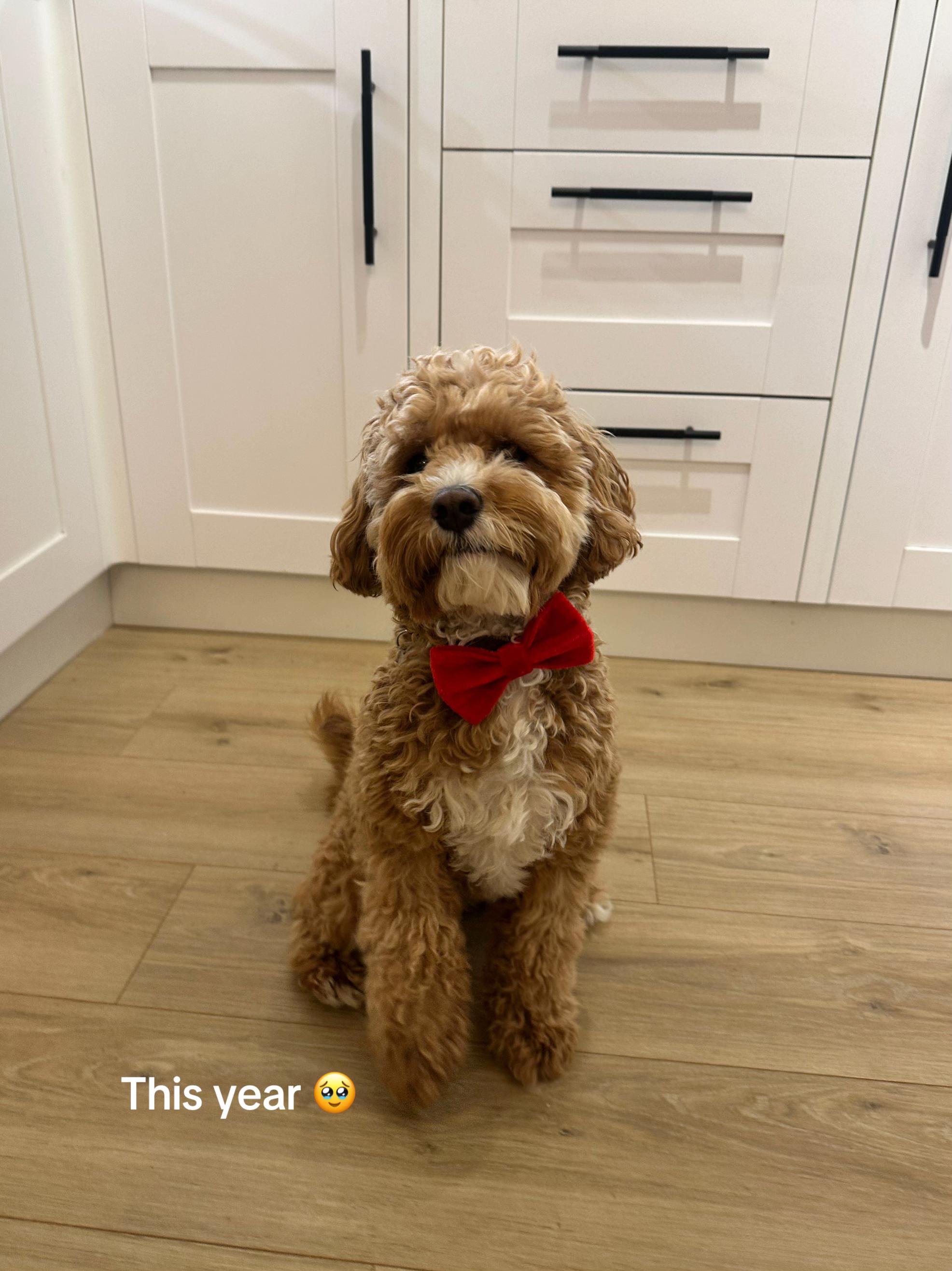 @Rosco & His Humans ๐พ๐ ๐ฉต