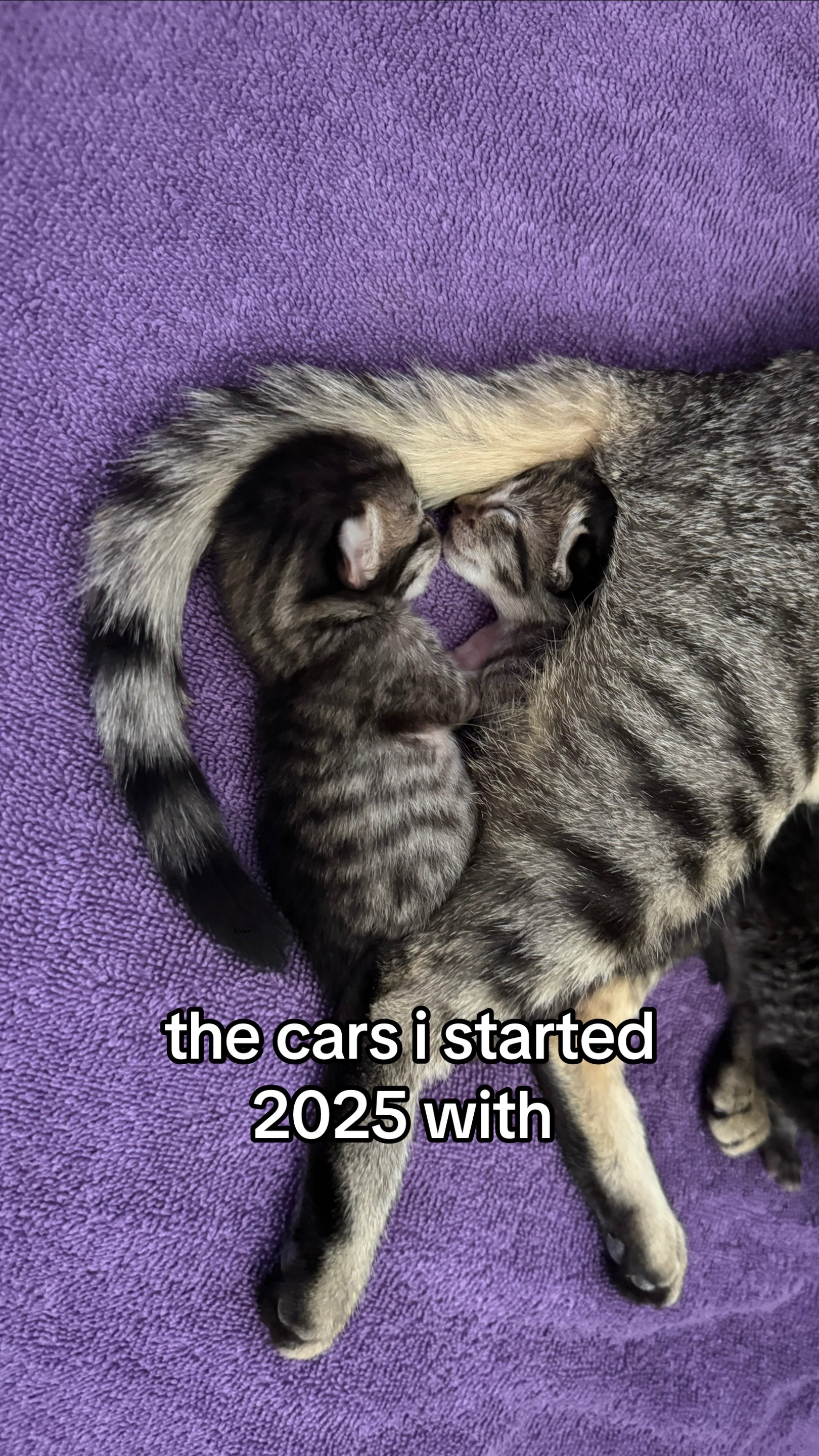 @Mia kittens