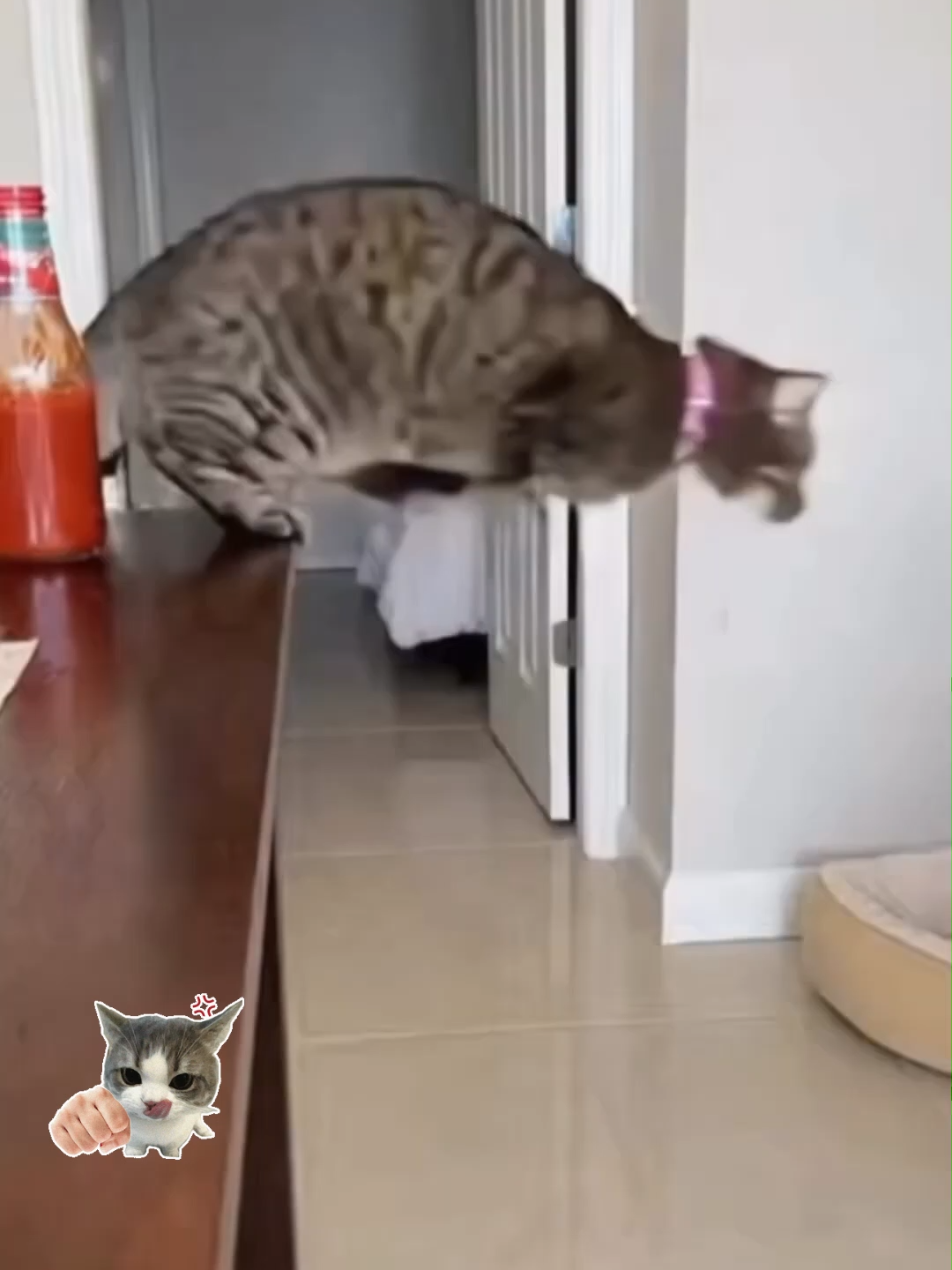 @catmood_dailymix