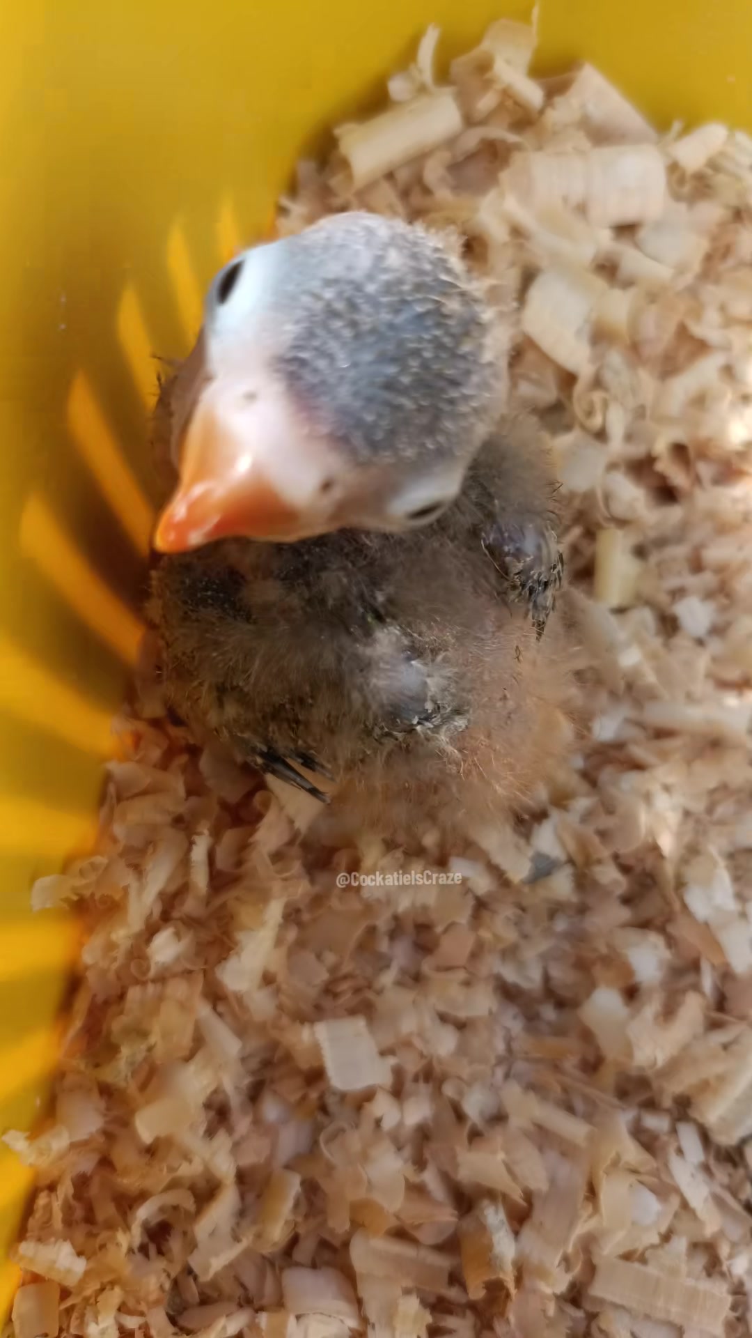 @Cockatiels Craze