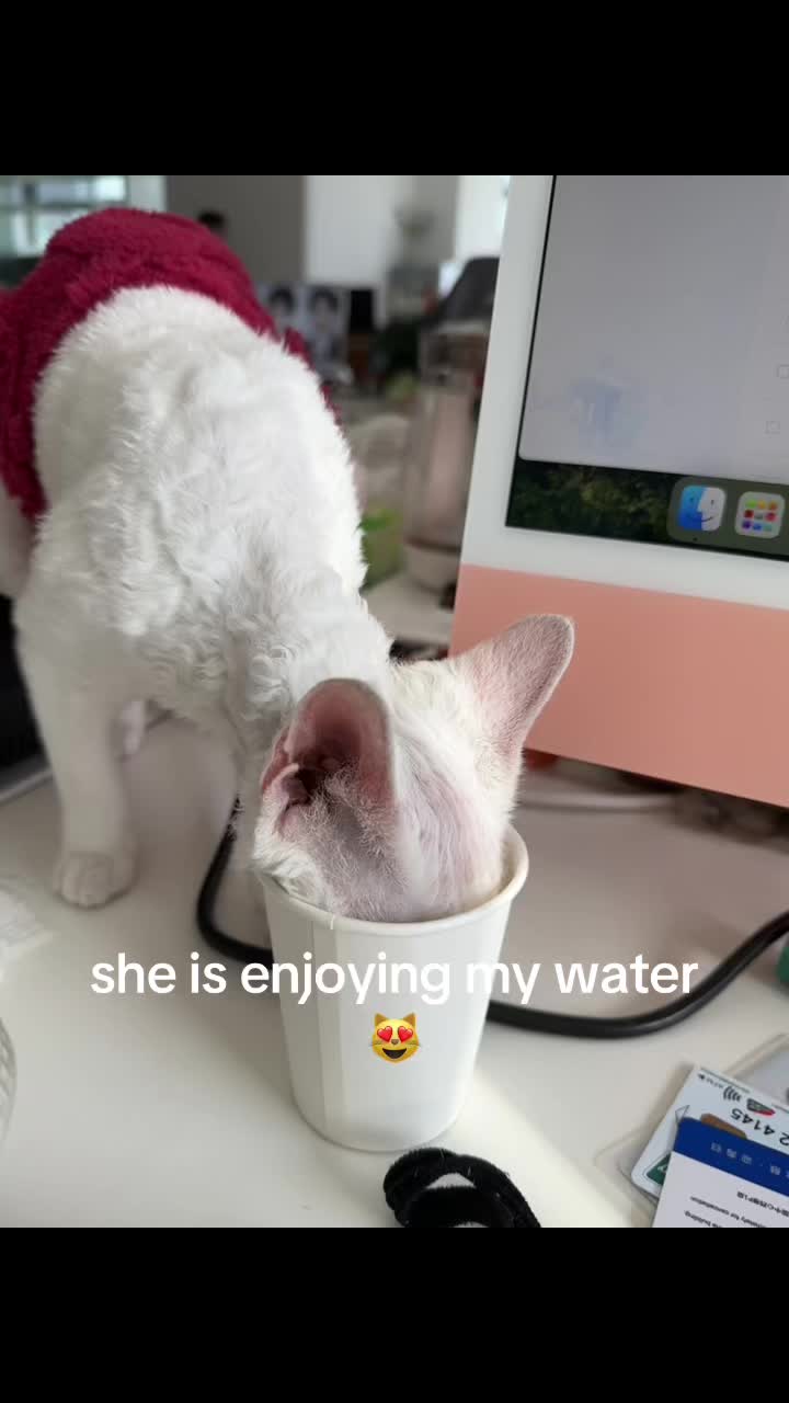 @KittyKingdomKing