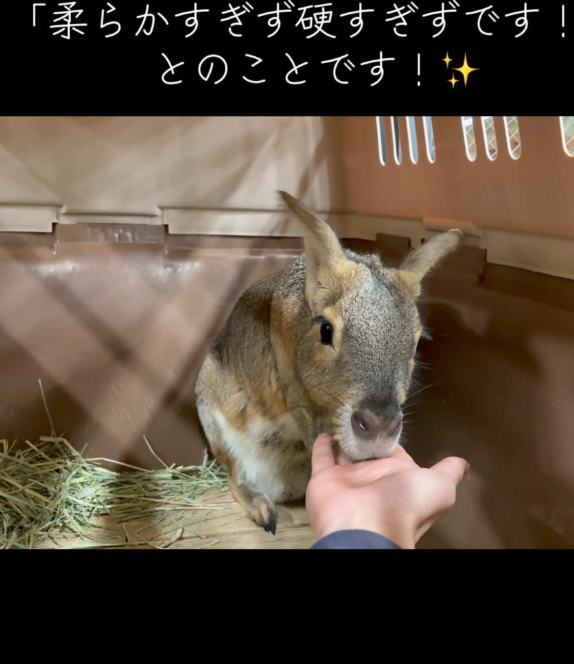 @TCA東京ECO動物海洋専門学校