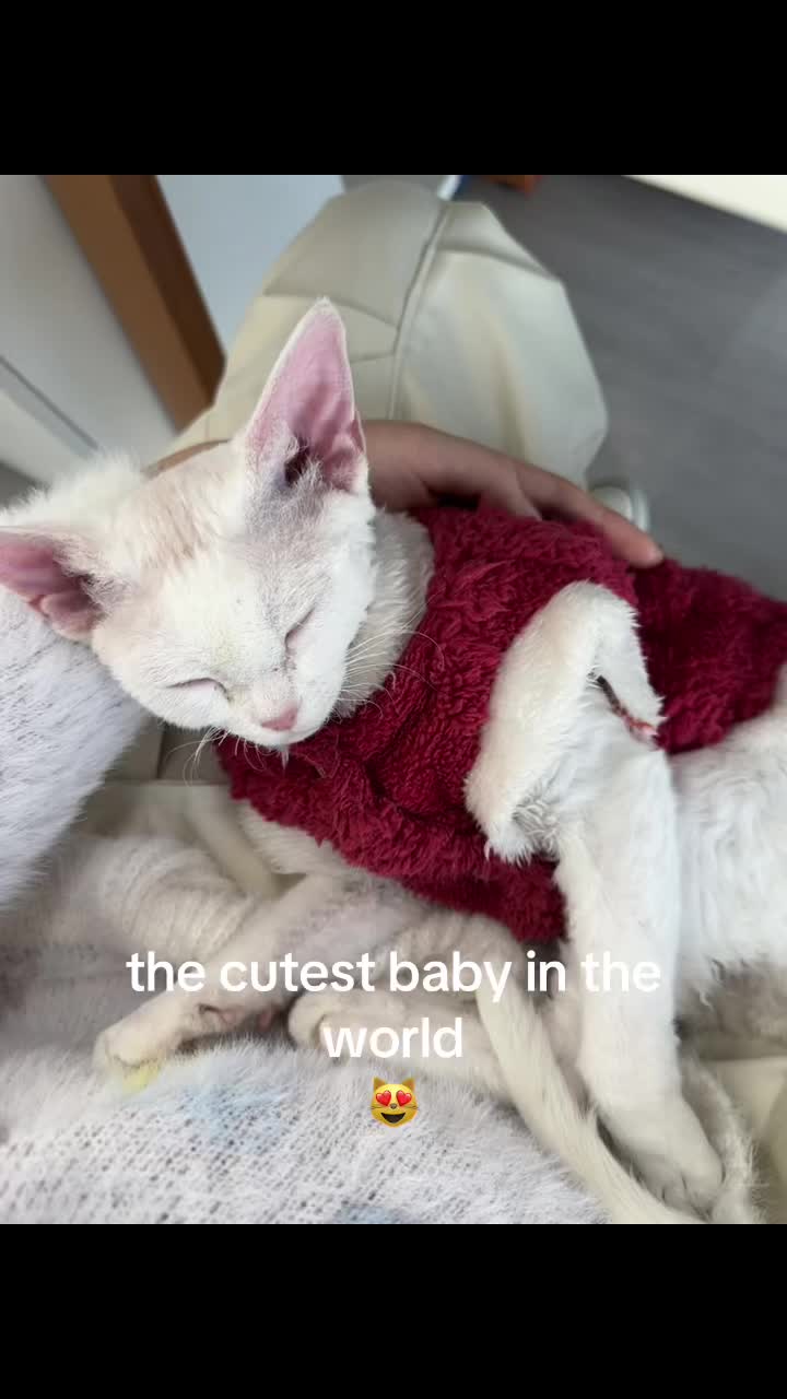 @KittyKingdomKing