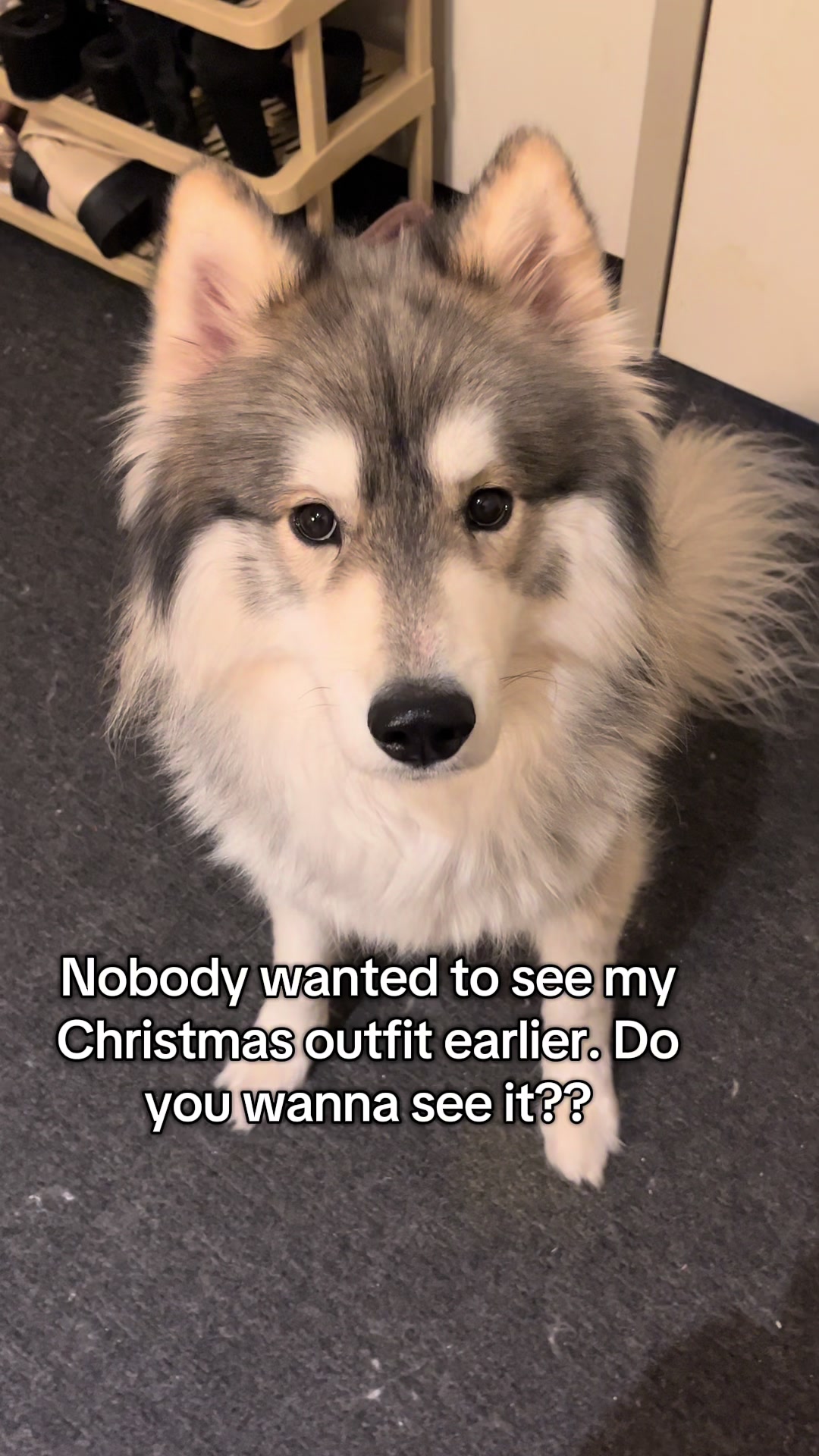 @Echo The Husky