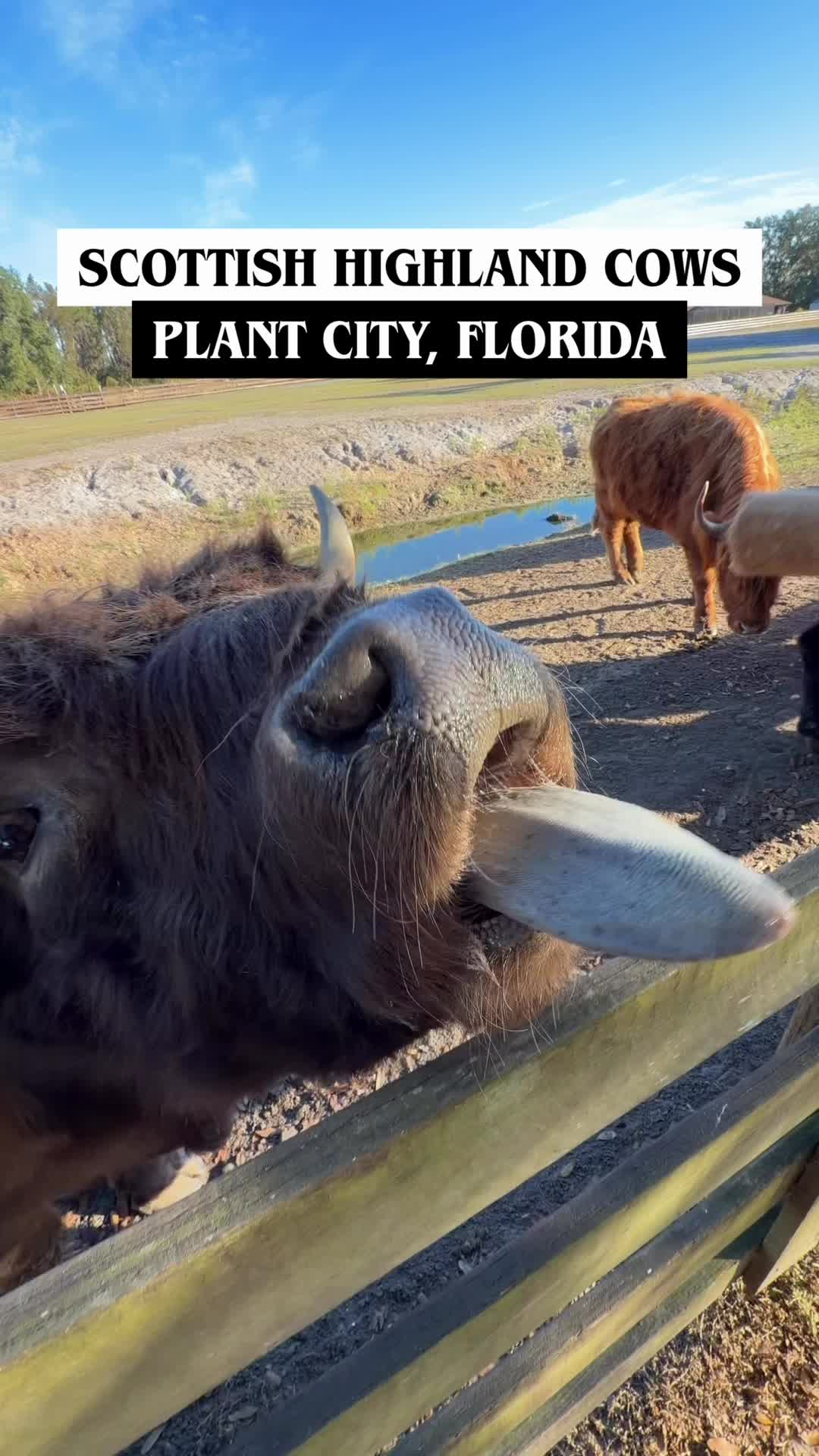 @thefloridaqueenie