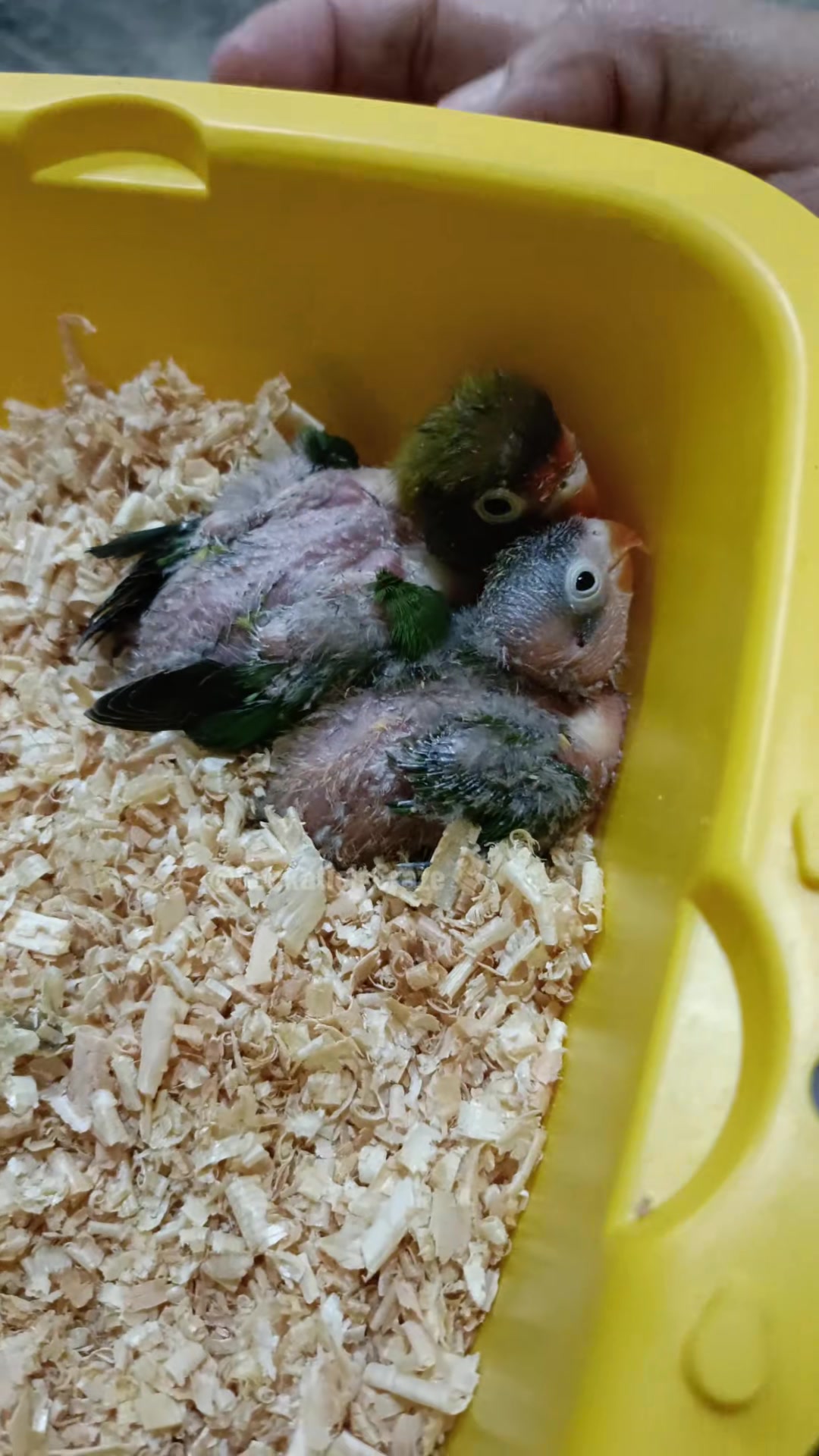 @Cockatiels Craze