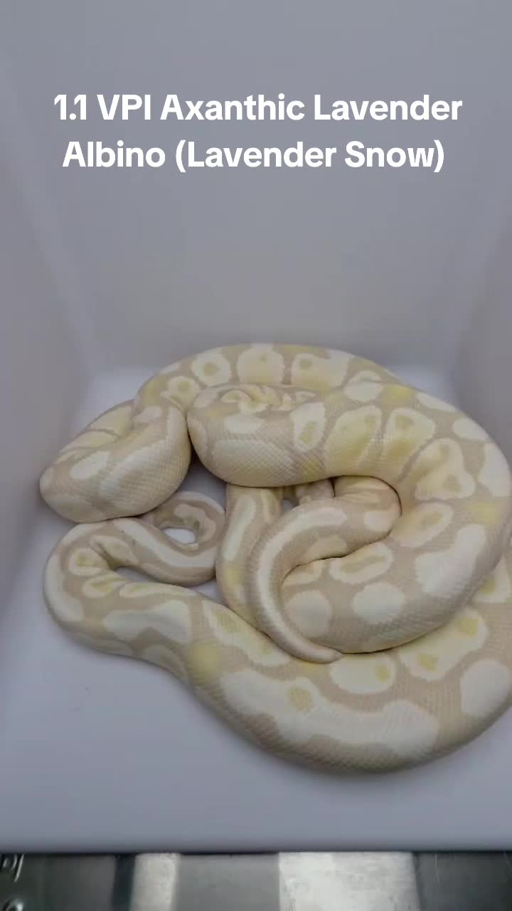 @Proxima Reptilis