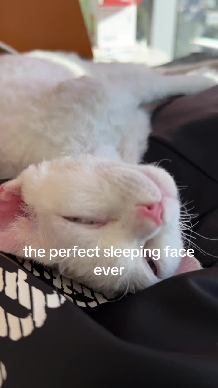 @KittyKingdomKing